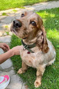 Philipp (Rüde, geb. 12.20) - Hund adoptieren von MIRA-Hundehilfe Moskau e.V. 