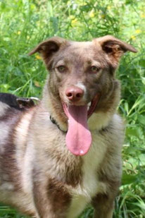 Jessi (Weibchen, geb. 10.24) - MIRA-Hundehilfe Moskau e.V. 