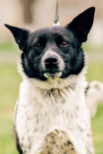 Mayka (Weibchen, geb. 10.24) - Hund adoptieren von MIRA-Hundehilfe Moskau e.V. 