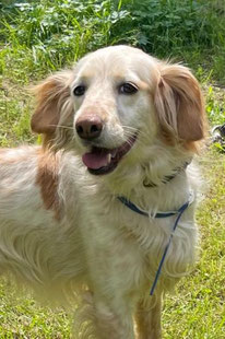 Kevin (Rüde, 3 Jahre) -  MIRA-Hundehilfe Moskau e.V. 