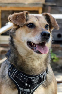 Wjuga (Weibchen, ca 6 Jahre alt) - Hund adoptieren von MIRA-Hundehilfe Moskau e.V. 