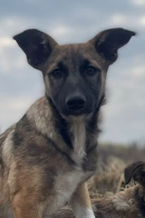 Runa (Weibchen, geb. 4.24) - Hund adoptieren von  MIRA-Hundehilfe Moskau e.V. 