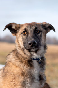 Runa (Weibchen, geb. 4.24) - Hund adoptieren von  MIRA-Hundehilfe Moskau e.V. 