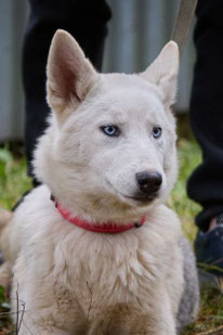 Sumi (Weibchen, geb. 3.25) - Hund adoptieren von MIRA-Hundehilfe Moskau e.V.