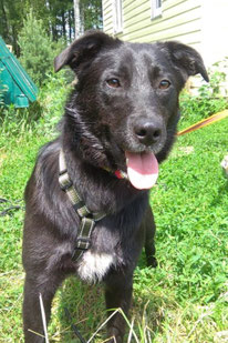 Masha (Weibchen, geb. 5.24) - Hund adoptieren von MIRA-Hundehilfe Moskau e.V. 