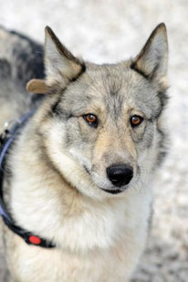 Zoja (Weibchen, geb. 01.21) - Hund adoptieren von  MIRA-Hundehilfe Moskau e.V. 