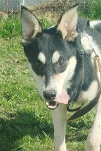 Valik (Rüde, geb. 09.24) - Hund adoptieren von  MIRA-Hundehilfe Moskau e.V. 