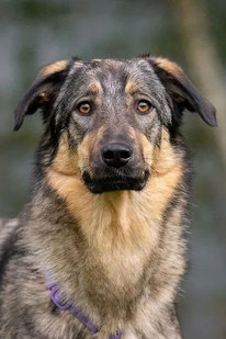 Vasilisa (Weibchen, geb. 11.24) - Hund adoptieren von MIRA-Hundehilfe Moskau e.V.