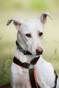 Nika (Weibchen, geb. 6.23) - Hund adoptieren von MIRA-Hundehilfe Moskau e.V. 