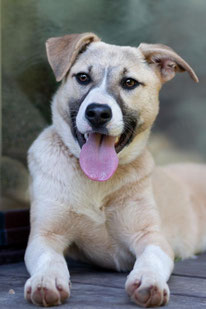 Zlata (Weibchen, geb. 10.25) - Hund adoptieren von MIRA-Hundehilfe Moskau e.V. 