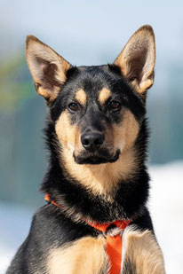 Runey (Rüde, geb. 10.25) - Hund adoptieren von  MIRA-Hundehilfe Moskau e.V. 