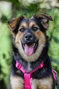 Adeline (Weibchen, geb. 03.25) -  MIRA-Hundehilfe Moskau e.V. 