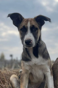 Romul (Rüde, geb. 04.25) - Hund adoptieren von MIRA-Hundehilfe Moskau e.V. 