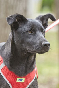Shon (Rüde, geb. 11.23) - Hund adoptieren von  MIRA-Hundehilfe Moskau e.V. 