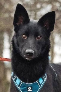 Baik (Rüde, geb. 10.24) - Hund adoptieren von MIRA-Hundehilfe Moskau e.V. 