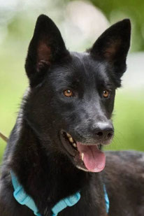 Baik (Rüde, geb. 10.24) - Hund adoptieren von MIRA-Hundehilfe Moskau e.V. 