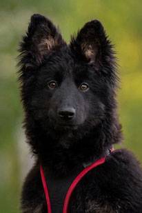 Yasmin (Weibchen, geb. 12.25) - Hund adoptieren von MIRA-Hundehilfe Moskau e.V. 