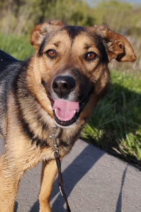 Bona (Weibchen, geb. 01.22) - Hund adoptieren von MIRA-Hundehilfe Moskau e.V. 