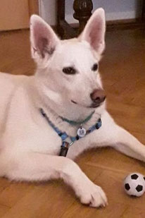 Flocki (Rüde, 6 Jahre) - Hund adoptieren von  MIRA-Hundehilfe Moskau e.V. 