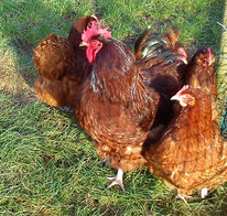 Orpington Hühner mit Hahn (Zuchtstamm)