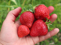 Erdbeeren im Garten anbauen