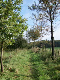 Obstbaumallee im Feriendorf Hirzenhain