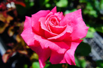 芳純(HT)