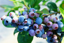 花ひろば果樹苗330品種以上の取り扱い - 花ひろば 果樹 庭木 ...