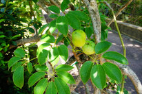 花ひろば果樹苗330品種以上の取り扱い - 花ひろば 果樹 庭木 ...