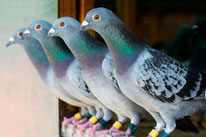  5 diervriendelijke tips om balkon duifvrij te maken en houden