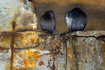 Balkon schoonmaken na vogelpoep: zo pak je het veilig en grondig aan