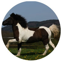 Icelandic horse and story topic extraordinair, Tandri