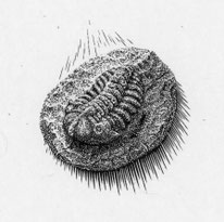 2013　古生代のかけら Fragment of the Paleozoic　6. 5x 5. 3cm-Limited Edition 30　木口木版 ￥9,500