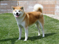 akita inu caractere comportement