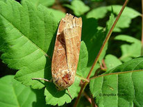 Bunte Bandeule (Noctua fimbriata), © Mag. Angelika Ficenc