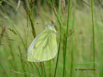 Grünader Weißling (Pieris napi), © Mag. Angelika Ficenc