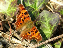 C-Falter (Polygonia c-album), © Mag. Angelika Ficenc