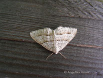 Parallelbindiger Kräuterspanner (Mesotype parallelolineata), © Mag. Angelika Ficenc