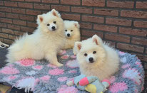 Middenslag Keeshond pups, witte Keeshond pups