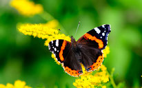 Admiral (Foto: NABU/CEWE/Richard Schneider)