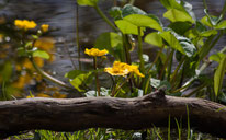 Sumpfdotterblume (Foto: NABU/Christine Kuchem)