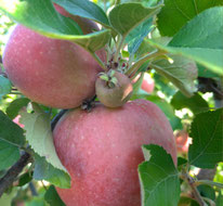 Fruits fermiers locaux