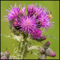lilafarbene Korbblütler - Sumpf-Kratzdistel