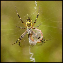 Spinnen - Zebraspinne