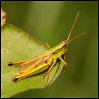 Grashüpfer 1 - Große Goldschrecke