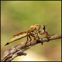 Raubfliegen - Asilinae - Raubfliege