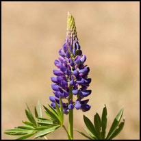 Schmetterlingsblütler - Vielblättrige Lupine