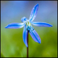 Liliengewächse 2 - Sibirischer Blaustern