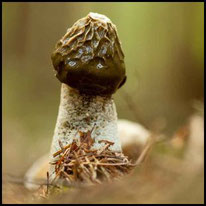 Pilze mit Stiel - Stinkmorchel