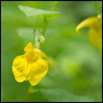 Balsaminengewächse - Großes Springkraut